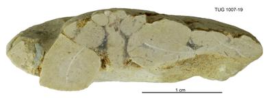 https://files.geocollections.info/large/db/4e/db4e5953-b89a-4eba-93f3-d53754399e45.jpg