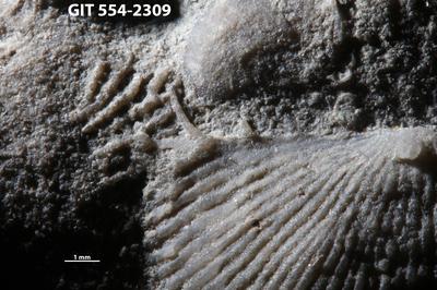 https://files.geocollections.info/large/db/58/db58f33f-4a25-4d3a-a00f-f570f298266c.jpg