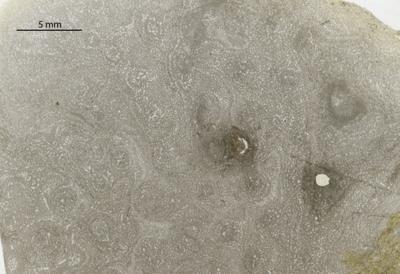 https://files.geocollections.info/large/db/67/db676b0f-745e-49f3-898d-828a880af254.jpg