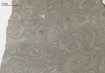 https://files.geocollections.info/large/db/70/db709a5f-ea07-40e4-8c06-99fff86f54b0.jpg
