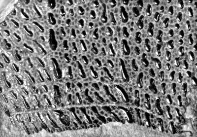 https://files.geocollections.info/large/db/8d/db8d55cc-61c7-495b-9c52-120477d7abe8.jpg