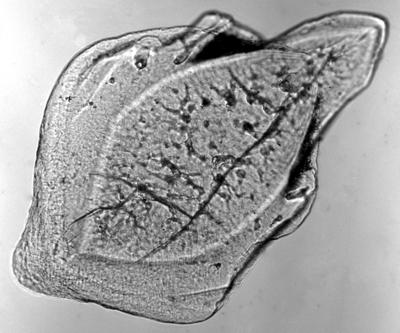 https://files.geocollections.info/large/db/ac/dbaccecc-65bd-4063-893e-ad386899b583.jpg