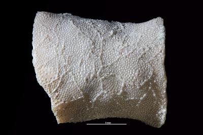 https://files.geocollections.info/large/db/bd/dbbd0a14-a1f8-46d9-9bd3-c3349260adee.jpg