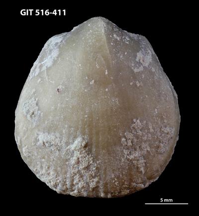 https://files.geocollections.info/large/db/f2/dbf24bcb-6710-4c92-9e06-1dc507a25608.jpg