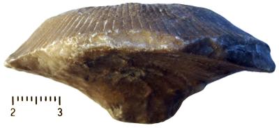 https://files.geocollections.info/large/dc/1f/dc1fdcd0-caad-462c-beb3-066b2930e611.jpg