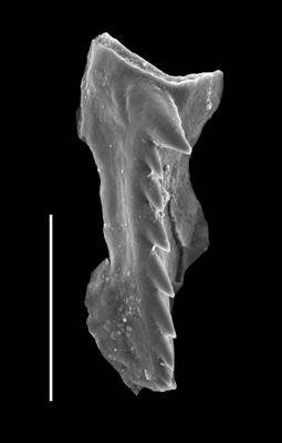 <i>Tetraprion pozaryskae Kielan-Jaworowska, 1966</i><br />Viru Mine, 12/28, -0.11 m, Uhaku Stage