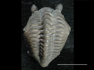 https://files.geocollections.info/large/dc/33/dc3325cf-f431-44ed-be0e-f1dfa5f2d214.jpg