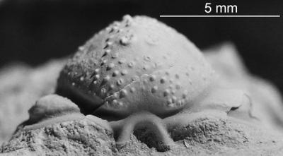 https://files.geocollections.info/large/dc/5f/dc5f37a9-45cc-4fd9-a801-46dba3a743d3.jpg