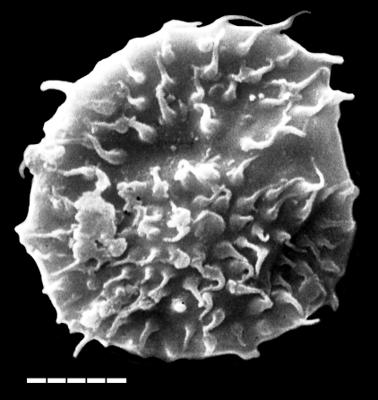 https://files.geocollections.info/large/dc/83/dc8348ca-9940-4274-b141-e2815d6f7ee6.jpg