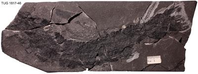 https://files.geocollections.info/large/dc/e8/dce82832-3811-4731-b73a-5591ea04d85f.jpg