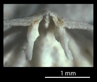 https://files.geocollections.info/large/dc/f3/dcf3d3e5-9b0f-44e2-9a38-b4d0b416b87a.jpg