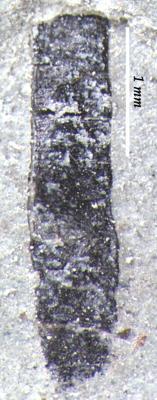 https://files.geocollections.info/large/dc/ff/dcff736a-4519-4652-a37c-30f92b2f382a.jpg