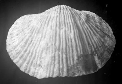 https://files.geocollections.info/large/dd/0a/dd0a8995-63c4-463b-a5e7-648595f96ac1.jpg