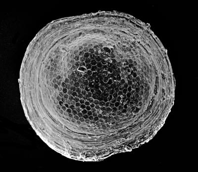 https://files.geocollections.info/large/dd/0b/dd0b62a9-4702-4d62-9e7d-27179a8a5c87.jpg
