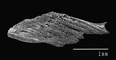 https://files.geocollections.info/large/dd/36/dd36fc40-31d9-4ba7-b31b-d98fdb12e675.jpg
