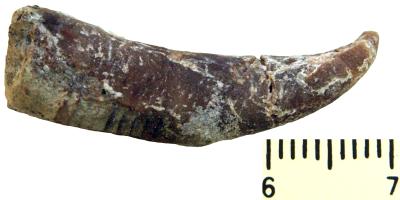 https://files.geocollections.info/large/dd/4a/dd4a9d6d-cfed-4de8-bd71-1fc9f1462eea.jpg