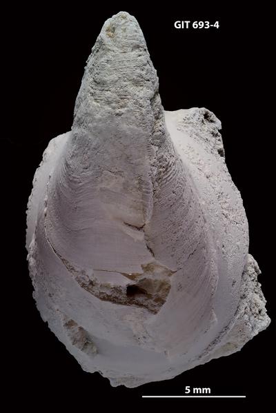 https://files.geocollections.info/large/dd/5a/dd5a9202-4329-4deb-b5b6-5c33fbd84653.jpg