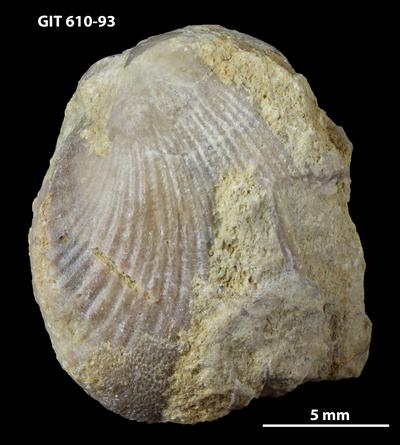 https://files.geocollections.info/large/dd/5b/dd5b6509-d6dc-451a-95a0-9819e4cfac77.jpg