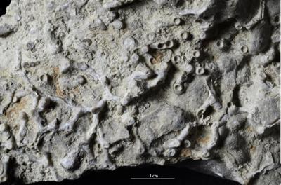 https://files.geocollections.info/large/dd/60/dd605ac6-aab0-4319-b65e-cef3cdc5a482.jpg