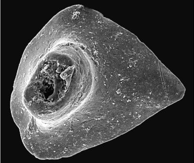 https://files.geocollections.info/large/dd/88/dd88e78f-9c50-4d14-b96d-05d374cd7966.jpg
