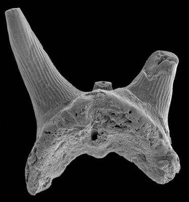 https://files.geocollections.info/large/dd/89/dd89d897-a767-4347-b36d-61b00cf86517.jpg