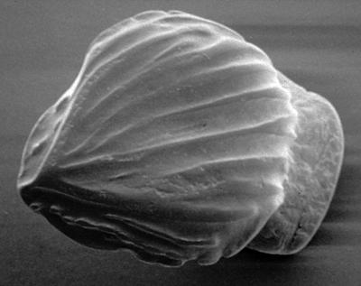 https://files.geocollections.info/large/dd/d3/ddd37290-a380-40b8-9514-0b44e03f18fa.jpg