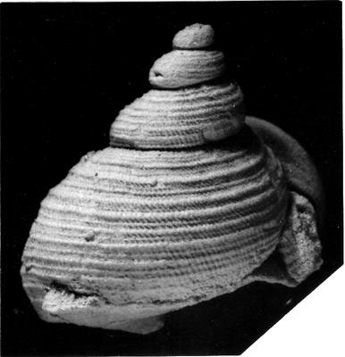 https://files.geocollections.info/large/dd/d4/ddd4e787-edaa-4fa9-bc88-9da501a58001.jpg