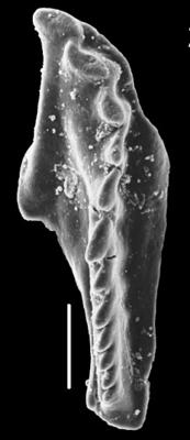 <i>Pteropelta huberti Hints et Eriksson, 2010</i><br />Laeva 18 borehole, 221.35 m, Vormsi Stage