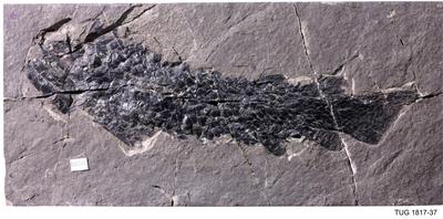 https://files.geocollections.info/large/de/52/de526844-14fc-4ad8-99ae-6ae76e1a323b.jpg