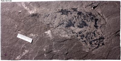 https://files.geocollections.info/large/de/61/de61ad37-9167-416f-a169-26a81e8f019e.jpg
