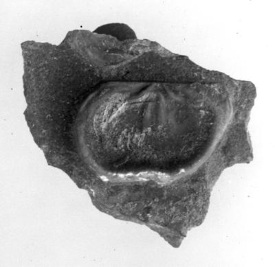 https://files.geocollections.info/large/de/7d/de7d43ac-ce91-4903-a885-d9eebd74d65c.jpg