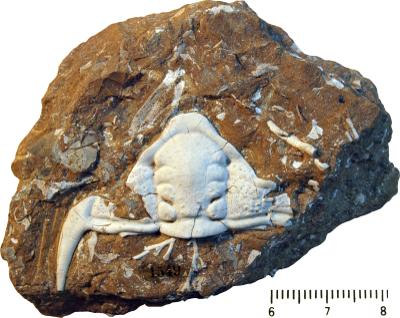 https://files.geocollections.info/large/de/b1/deb11a7a-a26f-40b2-affc-2295ed09264b.jpg