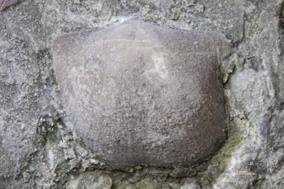https://files.geocollections.info/large/de/c2/dec24bc6-c9ad-413f-8315-3801bdaba6b8.jpg