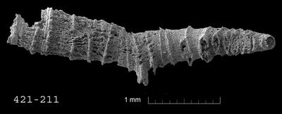 https://files.geocollections.info/large/de/e6/dee6a740-426b-440d-a9d5-200b336ca083.jpg