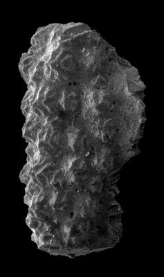 https://files.geocollections.info/large/de/f5/def58ba0-ac39-4d4c-9f1b-1e0d8dcf0be4.jpg