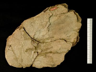 https://files.geocollections.info/large/de/fd/defdc137-8efc-44d0-a773-44134fe2aa28.jpg