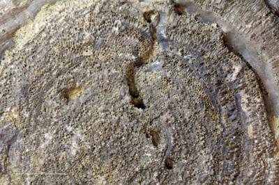 <i></i><br />Ubja,  m, Kukruse Stage