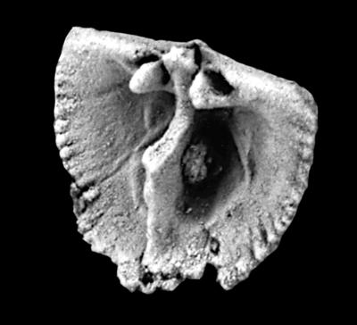 https://files.geocollections.info/large/df/4a/df4a7414-60e0-48c5-bfbb-4abafb03c4fb.jpg