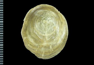 https://files.geocollections.info/large/df/8d/df8dd5df-3693-4375-bc6c-d2acdc916de8.jpg