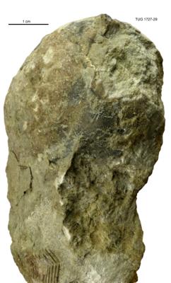 https://files.geocollections.info/large/df/d4/dfd4d9d4-4eac-45c3-9a15-0cdcbe98db77.jpg