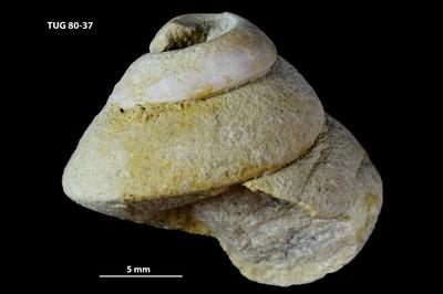 https://files.geocollections.info/large/df/e2/dfe247d9-cca5-4fb9-b37c-eb610371f958.jpg