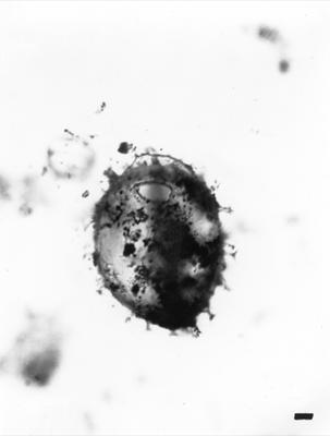 https://files.geocollections.info/large/df/ff/dfff60d8-6851-40fb-a31b-057feb2af8ea.jpg