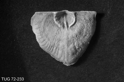 https://files.geocollections.info/large/e0/01/e0010c03-e662-47a1-9af2-8a4181f0d72c.jpg