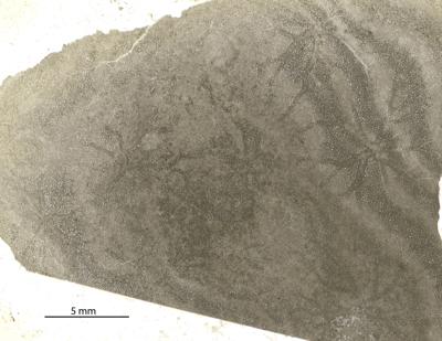 https://files.geocollections.info/large/e0/0e/e00e17d2-6b63-48e4-94a7-c6b1120a642e.jpg