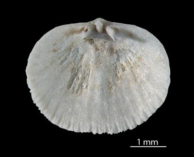https://files.geocollections.info/large/e0/13/e0130e8b-b1d4-4f94-bcd9-16356189a252.jpg