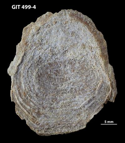 https://files.geocollections.info/large/e0/46/e046fea9-5ebf-4ca7-b0ba-6e8c7335d175.jpg