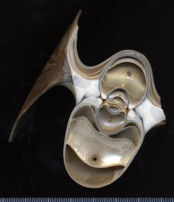 https://files.geocollections.info/large/e0/74/e074fa22-48a6-488a-90c3-8bea935d4dda.jpg