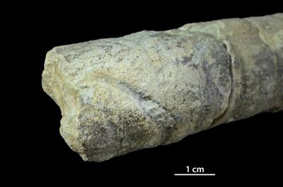 <i></i><br />Aluvere quarry,  m, Idavere Substage