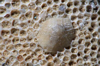 https://files.geocollections.info/large/e0/8f/e08f4036-9ef4-41ab-b73f-d7b8d08c3357.jpg