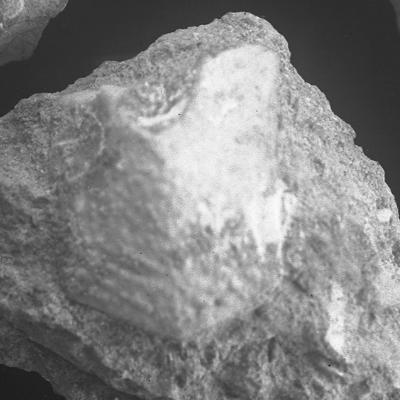 https://files.geocollections.info/large/e0/94/e094431a-34a5-4ccd-9456-acd58c7adfb5.jpg